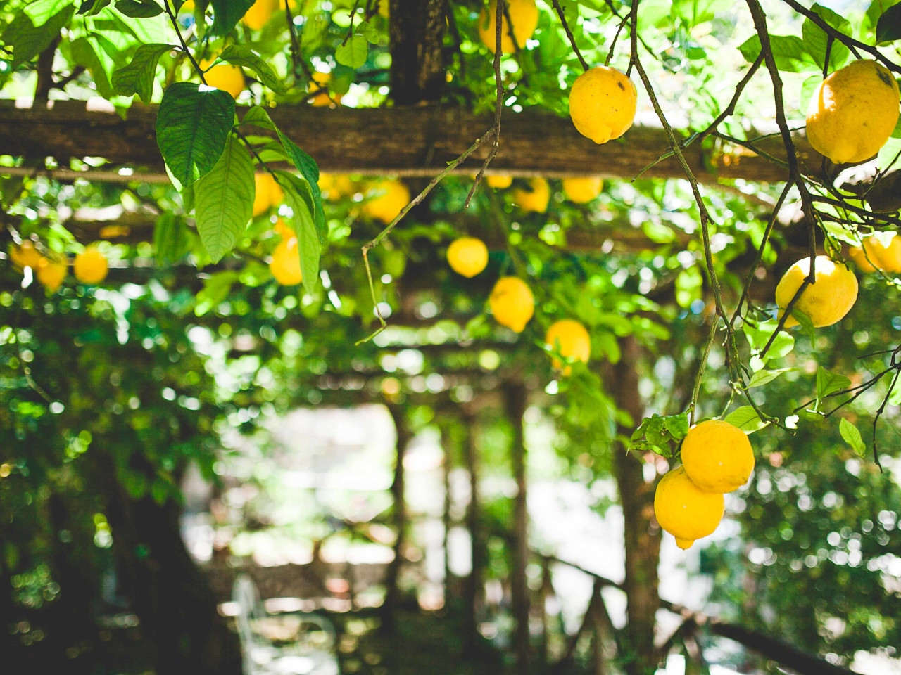 The Path of Lemons  - Travel Amalfi Coast by Travelmar